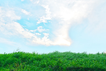 草と青空