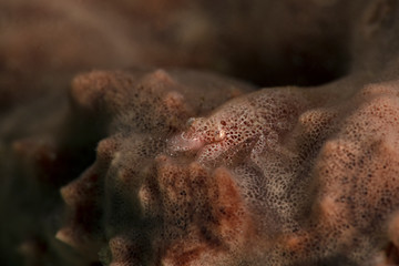 Master of camouflage. Cryptic Sponge Shrimp (Gelastocaris paronae).  Underwater macro photography from Romblon, Philippines