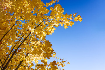 maple treetops with dry gold leaves against bright blue sky background. bottom view