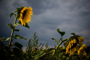 Sunflower Patch in August