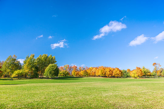 picturesque park landscape with green lawn, high autumnal trees and blue sky