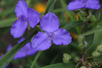 purple flower in the garden