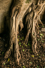 Fototapeta na wymiar roots of an old tree