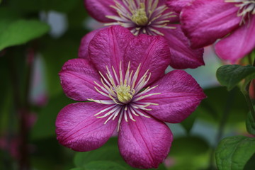 Naklejka premium pink flower