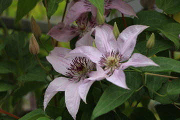 flower in garden