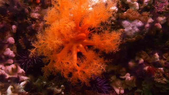 Wide Angle: Bright Orange Sea Cucumber on Coral Swaying in the Current - Carmel, CA