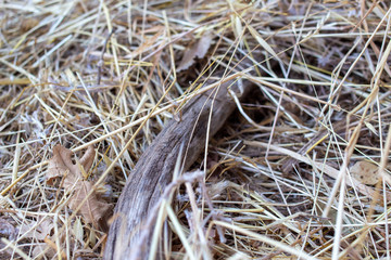 dry grass on ground