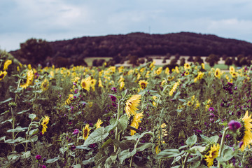 Sunflower Patch in August