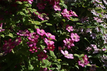 pink flowers in the garden
