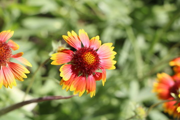 orange flower in the garden