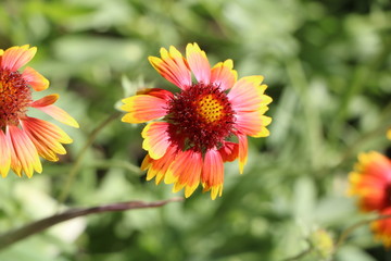 orange flower in the garden