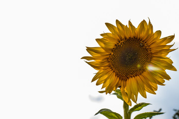 Sunflower Patch in August