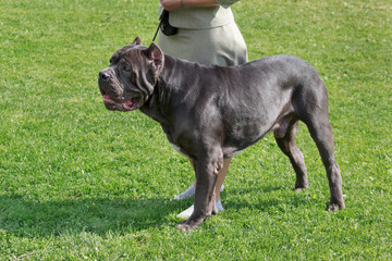 Cute italian mastiff is standing on a green grass with his owner. Pet animals.