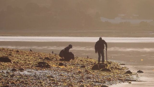 paradise beach, sand, playa del carmen, vacation, plant, mexico, tropical, brown, caribbean, sargassum algae, canc&uacute;n, brown algae, polluted, sargasso, janitor, pollution, ecology, seaweed, pitchfork, 