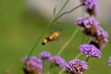 蜜を求めて花の周りを飛ぶオオスカシバ