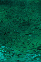 Enormous fish population endangered in turqoise sea