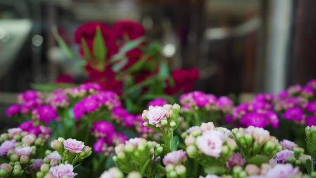Traveling along colorful flowers pot with blur in slow motion and tilt transition
