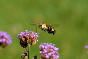 ホバリングしながら小さな花の蜜を吸うオオスカシバ