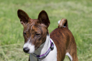 Cute brindle basenji puppy is standing on a green meadow. Pet animals.