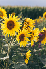 Fototapeta premium Sunflower Patch in August