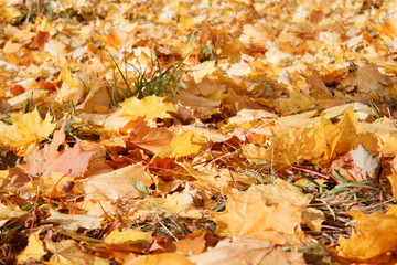 Yellow and orange maple leaves are lying in the autumn park. Autumn background.