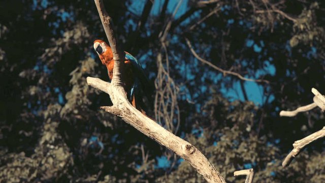 Red Macaw on tree branch in Pantanal Brazil
