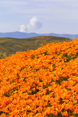 Antelope Valley California Poppy Reserve