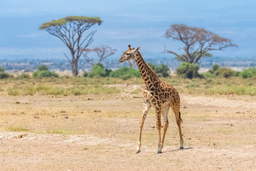 Wild giraffe running in the savannah in Tanzania, beautiful panorama with acacia trees