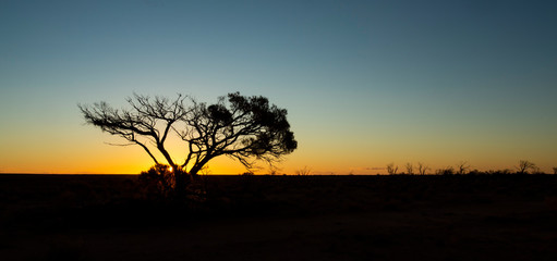 Fototapeta na wymiar Tree in Silhouette at Sunset in the Desert near Glendambo, South Australia, Australia