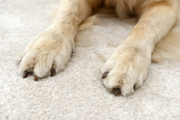 dog paws from golden retriever lying on on carpet in the house