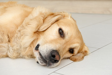 golden retriever dog lying and looking on white tile