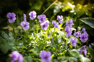 Garden pansy with purple and white petals. Hybrid pansy or Viola tricolor pansy in flowerbed. Field...