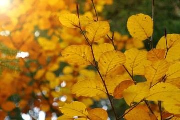 Autumn  background. Autumn foliage. Bright yellow leaves in the sun. Autumn nature