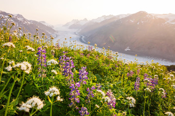 Obraz premium Mountains meadow