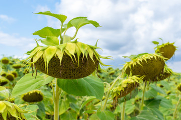 Fototapeta na wymiar Ripening sunflowers on field