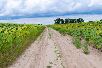 Fototapeta na wymiar Road in sunflower field