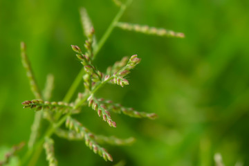 Grass flower see no value But carries a natural beauty.