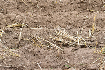 Freshly cultivated soil