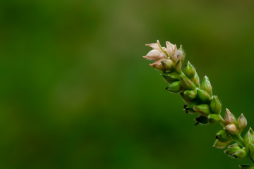 Grass flower see no value But carries a natural beauty.