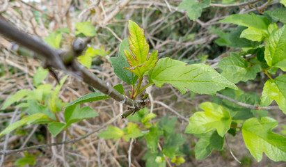 Detail of leaves, green with red