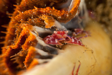 Porcelain crabs, Porcellanidae on a Sea Pen