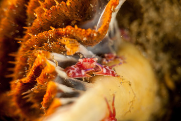 Porcelain crabs, Porcellanidae on a Sea Pen