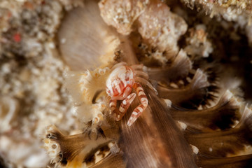 Porcelain crabs, Porcellanidae on a Sea Pen