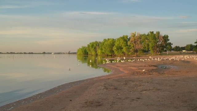 Early morning on an empty swimming beach in Boyd Lake State Park in northern Colorado, static shot with seagulls flying