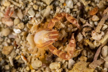 Porcelain crabs, Porcellanidae in the sand