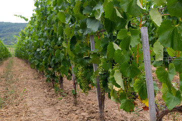 Vineyard in Tokaj, Hungary