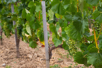 Vineyard in Tokaj, Hungary