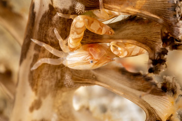 Porcelain crabs, Porcellanidae on a Sea Pen