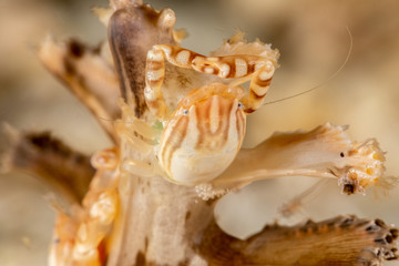 Porcelain crabs, Porcellanidae on a Sea Pen