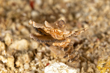 Porcelain crabs, Porcellanidae on a Sea Pen